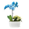 Blue Christmas Garden -Geen Shop 10IN Dot Watercolor Blue Orchid and White Poinsettia with Moss Topping 600x600 3402a074 cbdb 4c22 974c 236c18da1cac