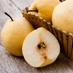 20th Century (Nijisseiki) Asian Pear Tree 8 20th Century (Nijisseiki) Asian Pear Tree -Geen Shop 20thCentury Pear 1 BB