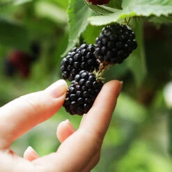 3-in-1 Blackberry Bush -Geen Shop 3 in 1 blackberry 1