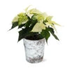 White Poinsettia In Birch Pot -Geen Shop 4IN Birch Pot White Poinsettia 600x600 47515ef1 b43c 45ca 8128 241a08debdf0