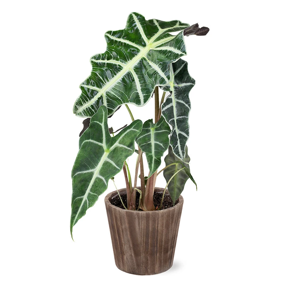 Alocasia Polly With Decorative Pot 10 Alocasia Polly With Decorative Pot - Image 8