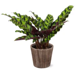 Calathea Rattlesnake With Decorative Pot 19 Calathea Rattlesnake With Decorative Pot -Geen Shop 5IN Brown Wilson with Calathea Rattlesnake