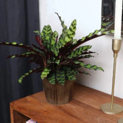 Calathea Rattlesnake With Decorative Pot 17 Calathea Rattlesnake With Decorative Pot -Geen Shop 5IN Brown Wilson with Calathea Rattlesnake 5