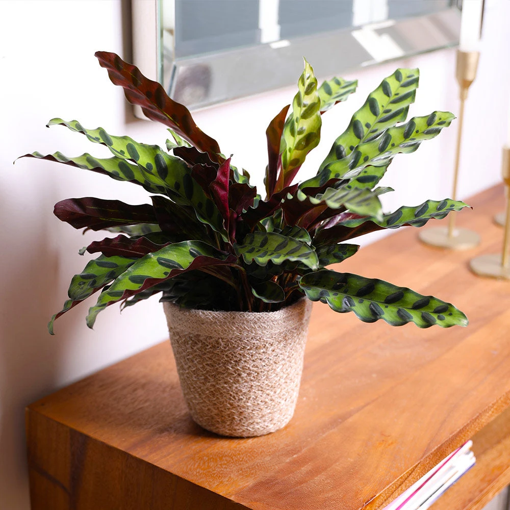 Calathea Rattlesnake With Decorative Pot 8 Calathea Rattlesnake With Decorative Pot - Image 6