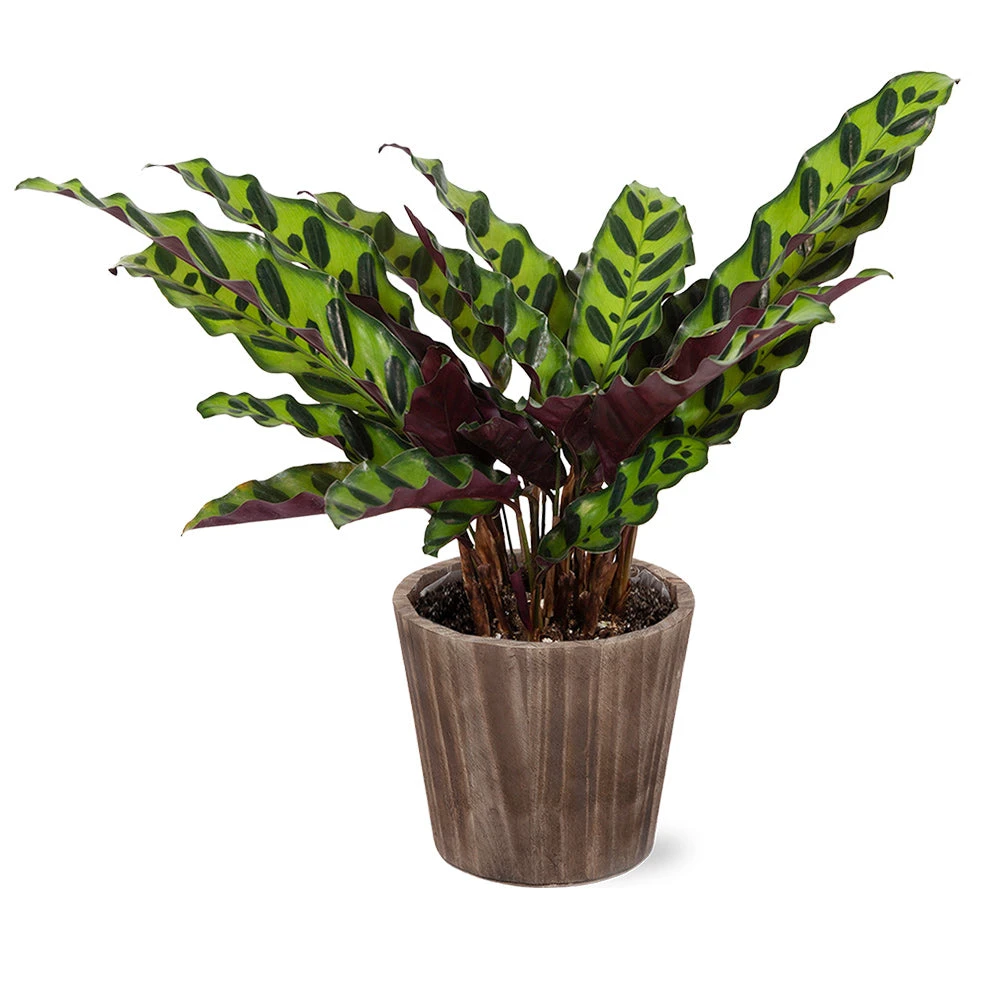 Calathea Rattlesnake With Decorative Pot 7 Calathea Rattlesnake With Decorative Pot - Image 5