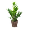 5-Inch ZZ Plant In Decorative Pot 1 5-Inch ZZ Plant In Decorative Pot -Geen Shop 5IN Brown Wilson with ZZ 600x600 1