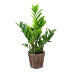 5-Inch ZZ Plant In Decorative Pot -Geen Shop 5IN Brown Wilson with ZZ 9c7c1b95 ff7a 4ac9 9a42 2f1b3b35730a