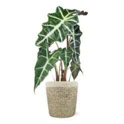 Alocasia Polly With Decorative Pot 13 Alocasia Polly With Decorative Pot -Geen Shop 5IN Jute with Alocasia Poly