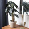 Alocasia Polly With Decorative Pot -Geen Shop 5IN Jute with Alocasia Poly 600x600 1