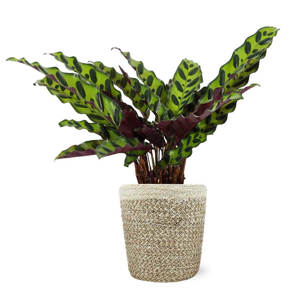 Calathea Rattlesnake With Decorative Pot 5 Calathea Rattlesnake With Decorative Pot - Image 3