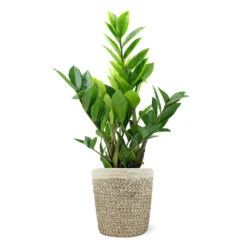 5-Inch ZZ Plant In Decorative Pot -Geen Shop 5IN Jute with ZZ 38820463 b163 45c6 8085 d13705cc7144