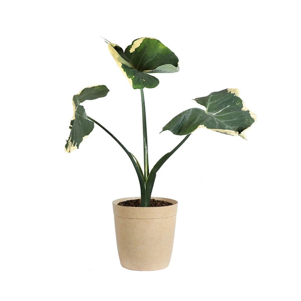 Mickey Mouse Alocasia (Alocasia Xanthosoma Variegata) 10 Mickey Mouse Alocasia (Alocasia Xanthosoma Variegata) - Image 8