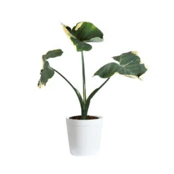 Mickey Mouse Alocasia (Alocasia Xanthosoma Variegata) 19 Mickey Mouse Alocasia (Alocasia Xanthosoma Variegata) -Geen Shop ALO MIC3 whitedelilah