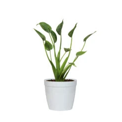 Tiny Dancer Plant 19 Tiny Dancer Plant -Geen Shop ALO TIN.6 whitedelilah
