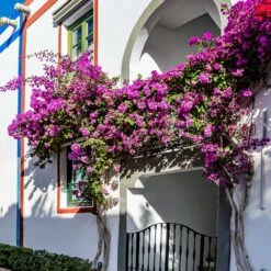 Alexandra Bougainvillea 7 Alexandra Bougainvillea -Geen Shop ALexandra BOugainvillea 4 BB