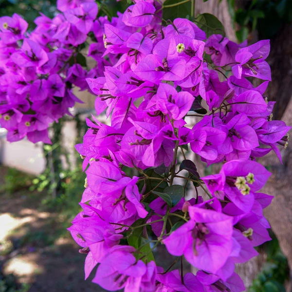 Alexandra Bougainvillea 3 Alexandra Bougainvillea