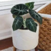Alocasia Black Velvet 2 Alocasia Black Velvet -Geen Shop ALocasia Black Velvet BB 600x600 dc370293 504d 4faa 91ac d292103c8284