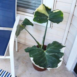 Mickey Mouse Alocasia (Alocasia Xanthosoma Variegata) 14 Mickey Mouse Alocasia (Alocasia Xanthosoma Variegata) -Geen Shop ALocasia Mickey Mouse 1