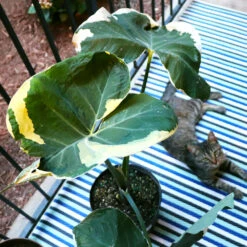 Rare House Plant Kit 15 Rare House Plant Kit -Geen Shop ALocasia Mickey Mouse 2 eda6cea4 fb54 4cd9 99a7 2e5f3f3383f8