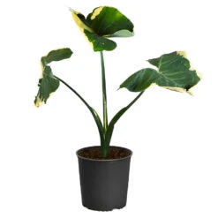 Mickey Mouse Alocasia (Alocasia Xanthosoma Variegata) 17 Mickey Mouse Alocasia (Alocasia Xanthosoma Variegata) -Geen Shop ALocasia Mickey Mouse 4