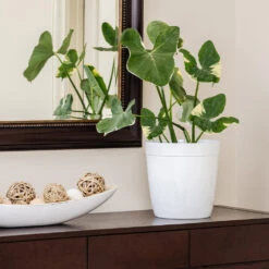 Mickey Mouse Alocasia (Alocasia Xanthosoma Variegata) 13 Mickey Mouse Alocasia (Alocasia Xanthosoma Variegata) -Geen Shop ALocasia Mickey Mouse 7 BB