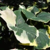 Mickey Mouse Alocasia (Alocasia Xanthosoma Variegata) 1 Mickey Mouse Alocasia (Alocasia Xanthosoma Variegata) -Geen Shop ALocasia Mickey Mouse BB 600x600 f84255dc 9683 4bbf 9c54 a7cee035d488