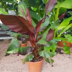 Red Abyssinian Banana Tree -Geen Shop Abyssinian Banana Ensata 5 BB
