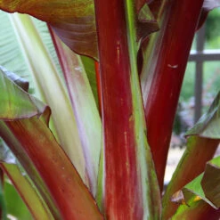 Red Abyssinian Banana Tree -Geen Shop Abyssinian Banana Ensata 6