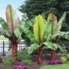 Red Abyssinian Banana Tree -Geen Shop Abyssinian Banana Ensata BB 600x600 f7d46329 2867 4529 9544 d3e2fb588497