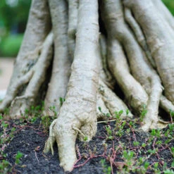Desert Rose Adenium Shrub -Geen Shop Adenium obesum 2