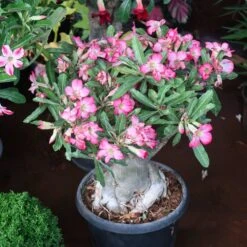 Desert Rose Adenium Shrub -Geen Shop Adenium obesum 3