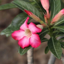 Desert Rose Adenium Shrub -Geen Shop Adenium obesum 4