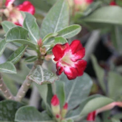 Desert Rose Adenium Shrub -Geen Shop Adenium obesum 5 BB