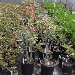 Desert Rose Adenium Shrub -Geen Shop Adenium obesum 7