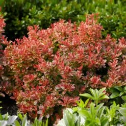 Admiration Barberry Shrub 9 Admiration Barberry Shrub -Geen Shop Admiration Barberry 1