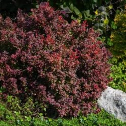 Admiration Barberry Shrub 8 Admiration Barberry Shrub -Geen Shop Admiration Barberry 2
