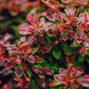 Admiration Barberry Shrub 1 Admiration Barberry Shrub -Geen Shop Admiration Barberry BB 600x600 99337817 f6b2 4d00 9109 267c6d46e8f6