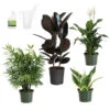 Air-Purifying House Plant Kit -Geen Shop Air Purifying 600x600 4ed74176 bac8 494f ba80 6f5ce2baa662