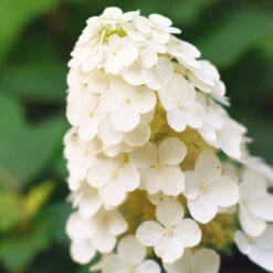 Alice Oakleaf Hydrangea Shrub -Geen Shop Alice Oakleaf Hydrangea 2
