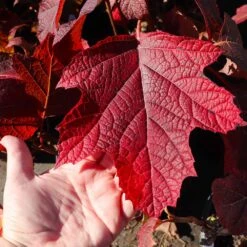 Alice Oakleaf Hydrangea Shrub -Geen Shop Alice Oakleaf Hydrangea 4