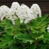 Alice Oakleaf Hydrangea Shrub 1 Alice Oakleaf Hydrangea Shrub -Geen Shop Alice Oakleaf Hydrangea BB 600x600 990c24fb db62 463b 95ba 7d7d17c3dddd
