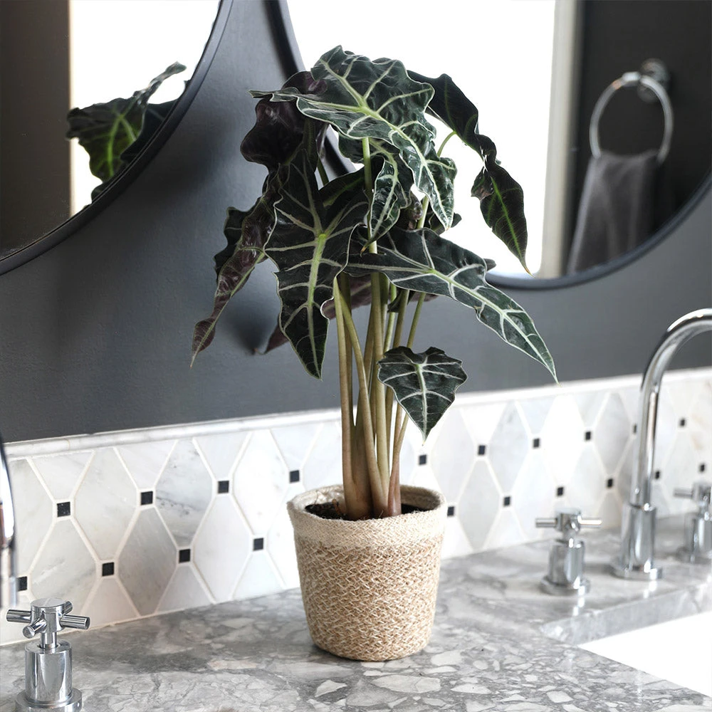 Alocasia Polly With Decorative Pot 8 Alocasia Polly With Decorative Pot - Image 6