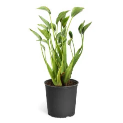 Tiny Dancer Plant 15 Tiny Dancer Plant -Geen Shop Alocasia Tiny Dancer standard