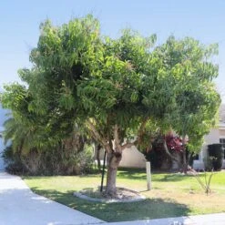 Alphonso Mango Tree -Geen Shop Alphonso Mango 5 BB