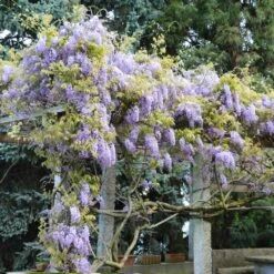 Amethyst Falls Wisteria Vine 11 Amethyst Falls Wisteria Vine -Geen Shop Amathyst Falls Wisteria 6 BB