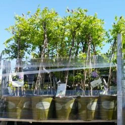 Amethyst Falls Wisteria Vine 13 Amethyst Falls Wisteria Vine -Geen Shop Amathyst Falls Wisteria 8 2G