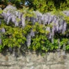 Amethyst Falls Wisteria Vine 2 Amethyst Falls Wisteria Vine -Geen Shop Amathyst Falls Wisteria BB 600x600 7d77924f 14a4 4320 8776 72323913a7aa