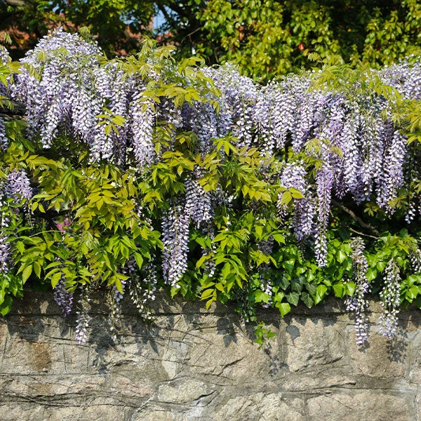 Amethyst Falls Wisteria Vine 3 Amethyst Falls Wisteria Vine