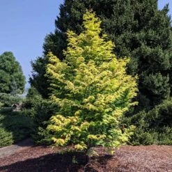 Amber Glow™ Redwood Tree 11 Amber Glow™ Redwood Tree -Geen Shop Amber Redwood 10 BB