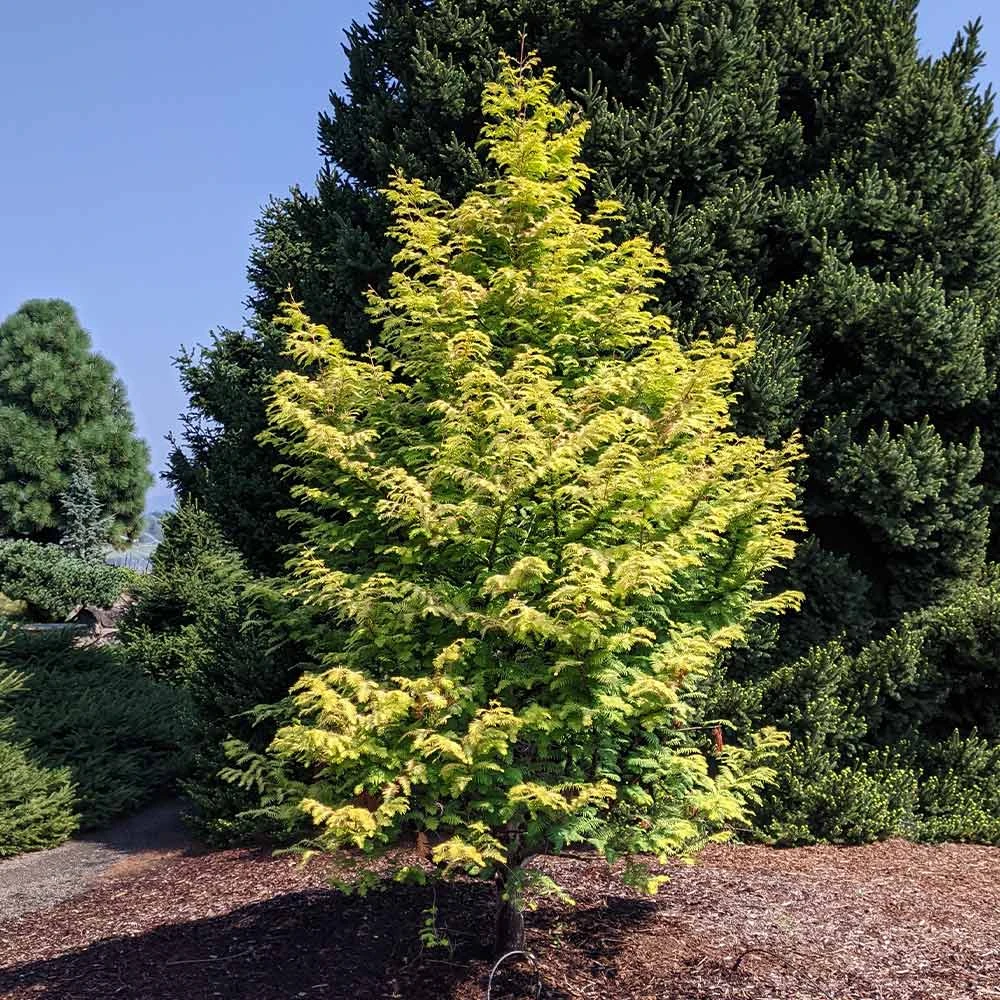 Amber Glow™ Redwood Tree 7 Amber Glow™ Redwood Tree - Image 5